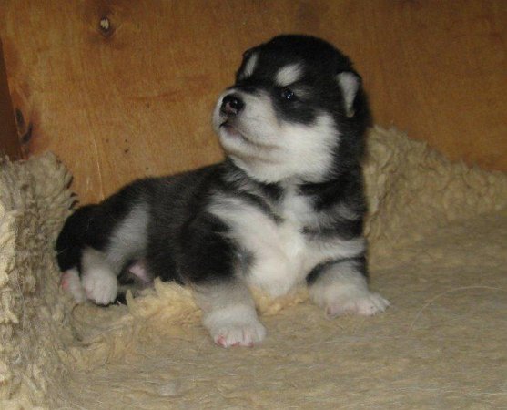 Chenoa 2 Wochen 005-1